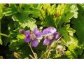Geranium phaeum 