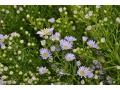 Aster ericoides 
