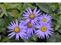 Aster amellus 