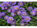 Aster novi - belgii 