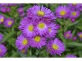 Aster novi - belgii 