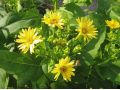 Silphium perfoliatum 