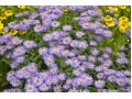 Erigeron 