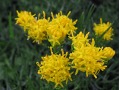Aster linosyris - astra, hvězdnice zlatovlásek