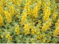 Lysimachia punctata 