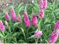 Veronica ( Pseudolysimachion ) spicata 