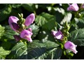 Chelone lyonii 