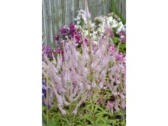 Veronicastrum virginicum 