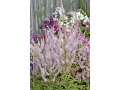 Veronicastrum virginicum 