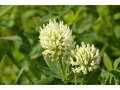 Trifolium ochroleucum - jetel bledožlutý