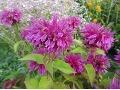 Monarda 