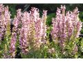 Salvia 