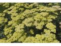 Achillea 