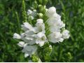 Physostegia virginiana 