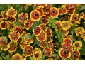 Helenium × hybridum 