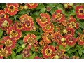 Helenium × hybridum 