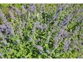 Nepeta faassenii 
