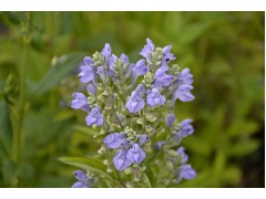 Scutellaria incana - šišák značka zahradnictví