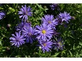 Aster dumosus 