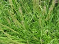 Plantago coronopus - jitrocel vraní nožka, Minutina, Erba Stella