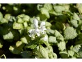 Lamium maculatum 