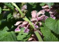 Lamium orvala - hluchavka šalvějová