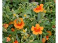 Helianthemum 