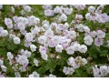 Geranium cantabrigiense 