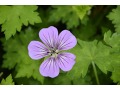 Geranium 