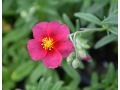 Helianthemum 