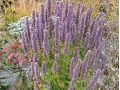 Agastache foeniculum - agastache fenyklová