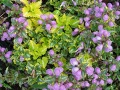 Lamium maculatum 