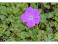 Geranium sanguineum 