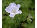 Geranium sanguineum 