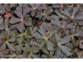 Geranium maculatum 
