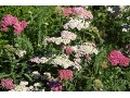 Achillea millefolium 