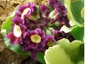 Primula x pubescens - prvosenka pýřitá, aurikula