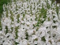 Phlox maculata 
