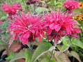 Monarda 