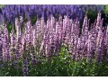 Salvia nemorosa 