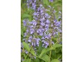 Nepeta kubanica - šanta