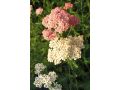 Achillea millefolium 