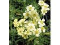 Achillea lewisii 