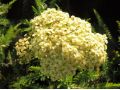 Achillea millefolium 