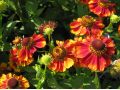 Helenium 