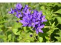 Campanula glomerata 