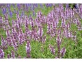 Salvia nemorosa 
