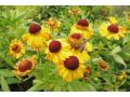 Helenium autumnale 