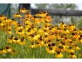 Helenium 