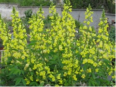 Thermopsis chinensis - vlčinec čínský značka pole P17